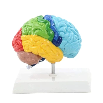 Labās Puslodes Smadzeņu Cilvēka Ķermeņa Modeli PVC 1:1 Studējošo Mācību Studiju Montāža Modelis