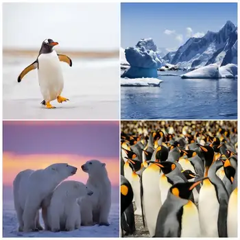 Antarktikas, Arktikas Pingvīni, Polārie Lāči 
